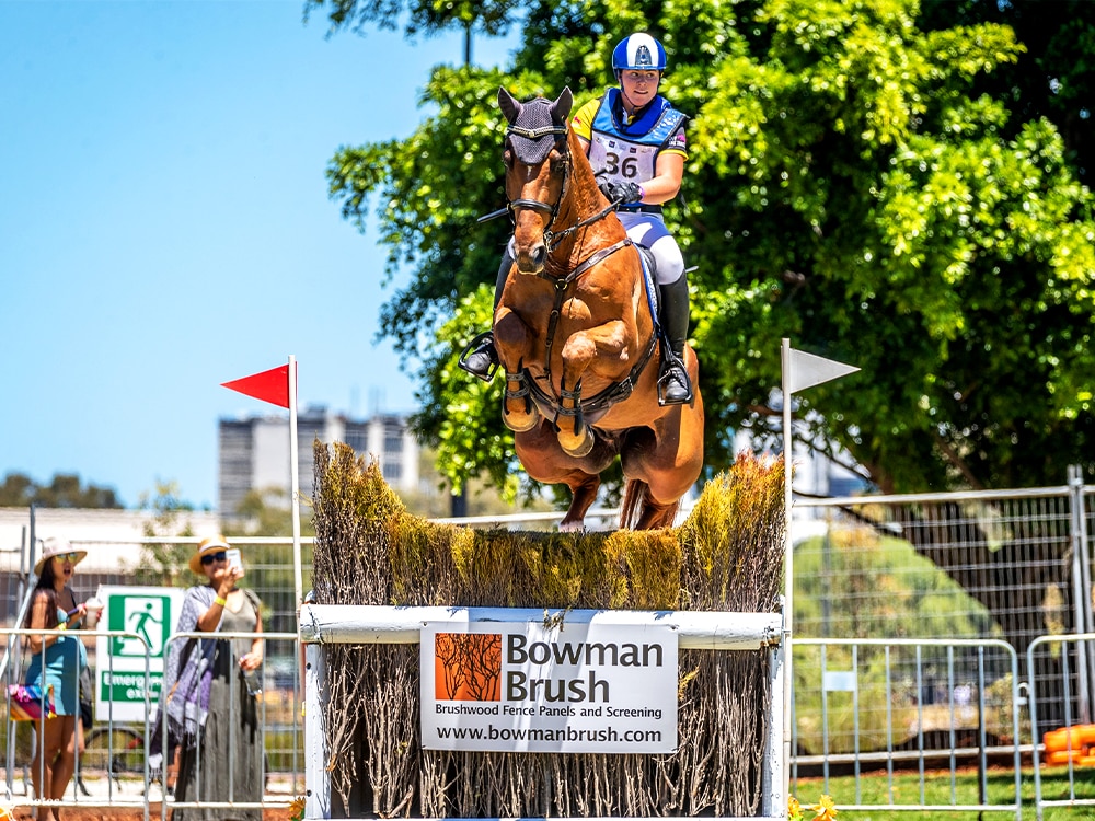 Brushwood being featured as part of a horse jump