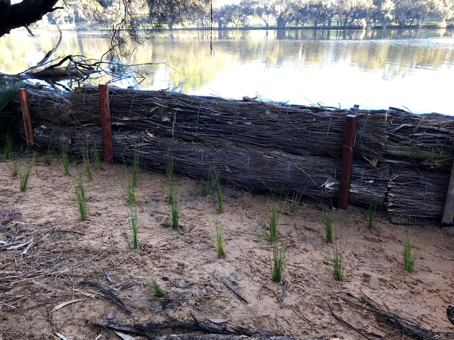 Brushwood logs rolled up to protect the river bank