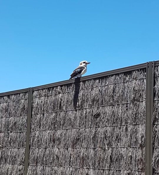 Native australian bird sitting pleasantly on a Bowman Brush brushwood fence panel